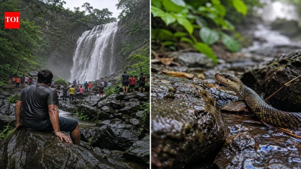 A 38-year-old tourist dies after being bitten by a snake at Amboli Waterfall; What travellers must know before visiting Maharashtra’s monsoon hotspot |
