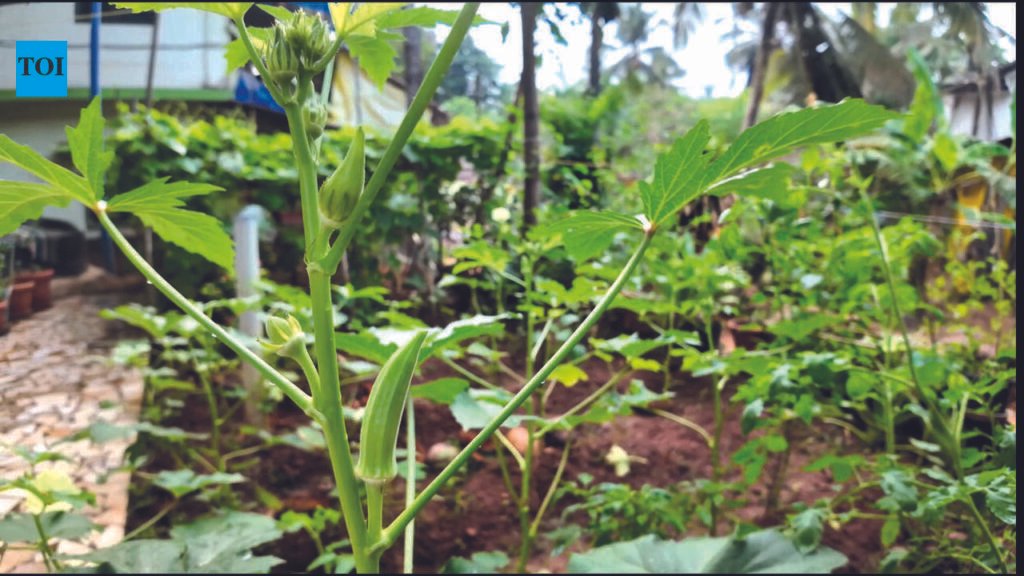 Rain, labour woes hit GI okra supply before Chaturthi | Goa News