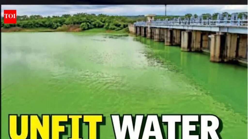 Water turns green at Amalnala dam, 50k locals at risk | Nagpur News