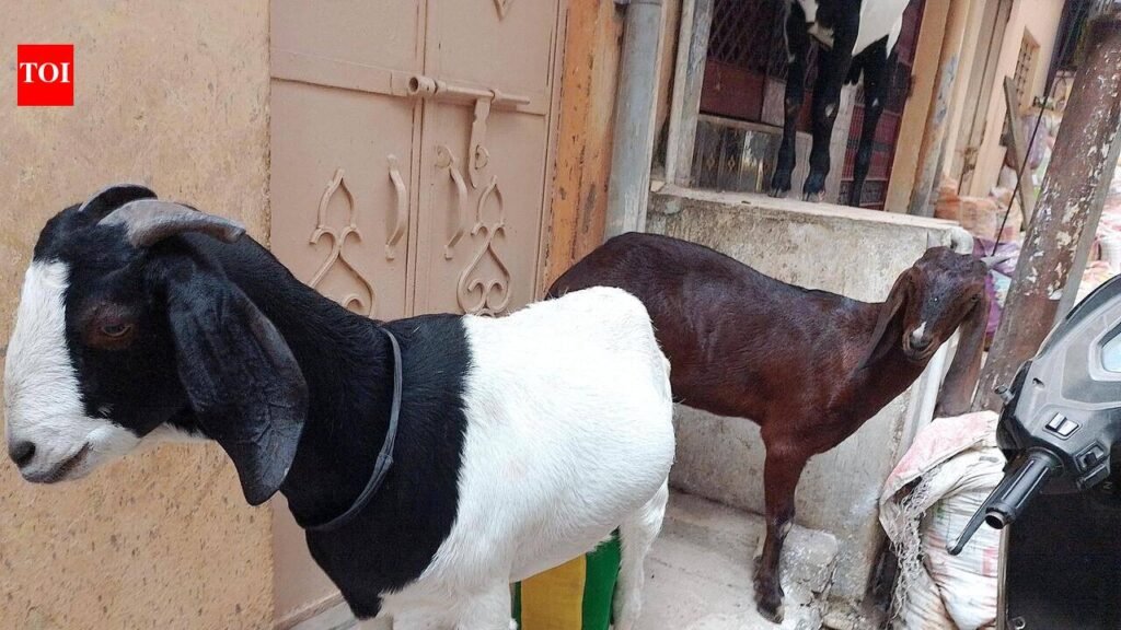 Goat milk to join Sudha’s dairy network