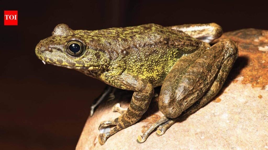 Leap, frog! DU prof has found three new species