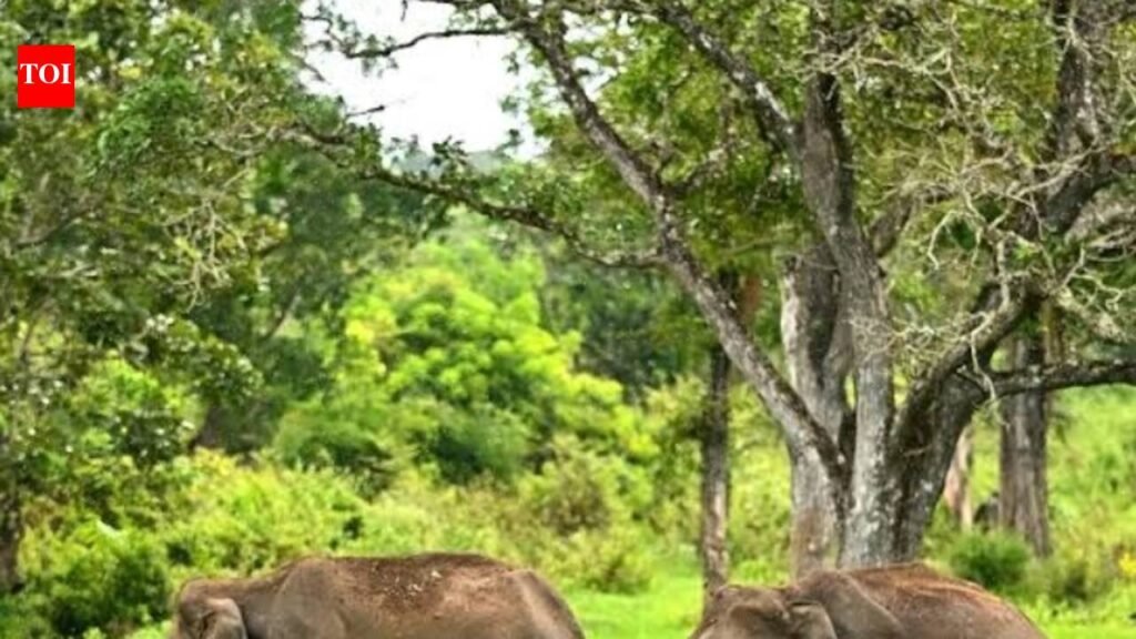 Conservationists seek protection for Pancharatna & Ajagar forests, Urpad Beel where giants still walk