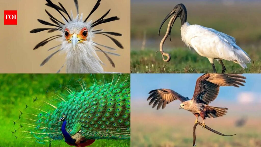 Birds that eat snakes: Nature’s unlikely serpent hunters