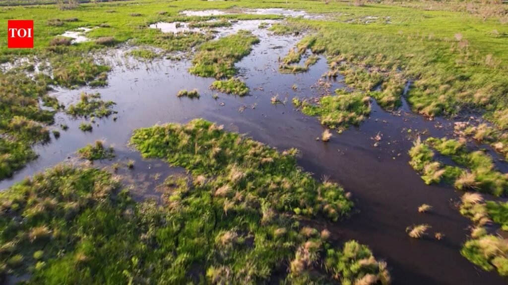 Louisiana created 1,170 acres of new wetlands in Barataria Basin; one year later, shrimp and crabs are returning to the restored habitat