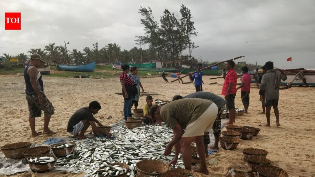 Bumper catch draws Salcete youth to fish trade