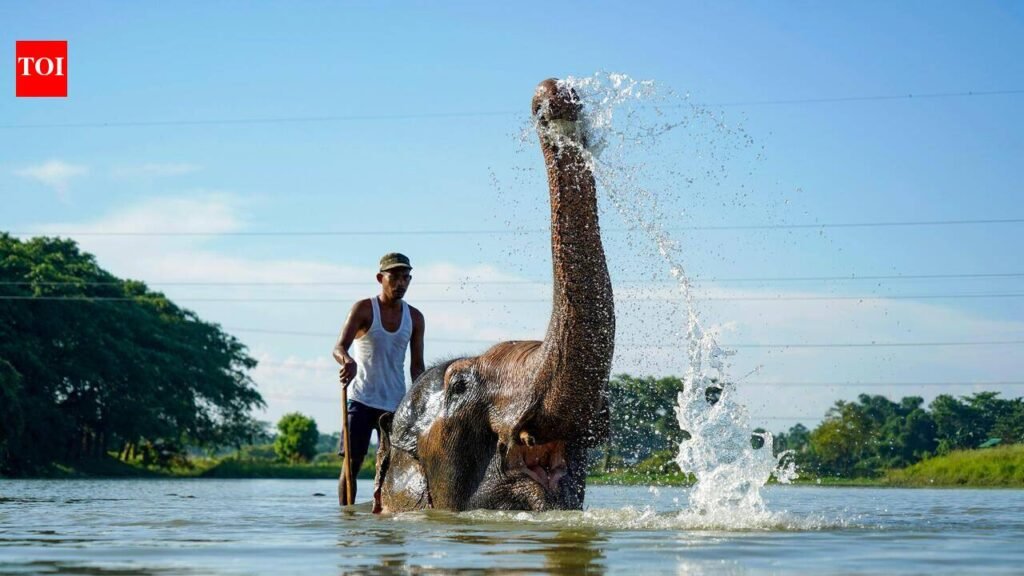 New haven on the horizon for Assam’s wildlife under Vantara’s proposal for 3 rescue centres