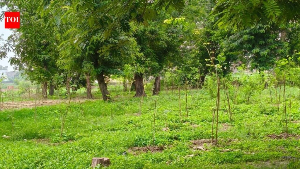 Kashi to set up Vande Mataram Vatika with 150 saplings on Aug 15