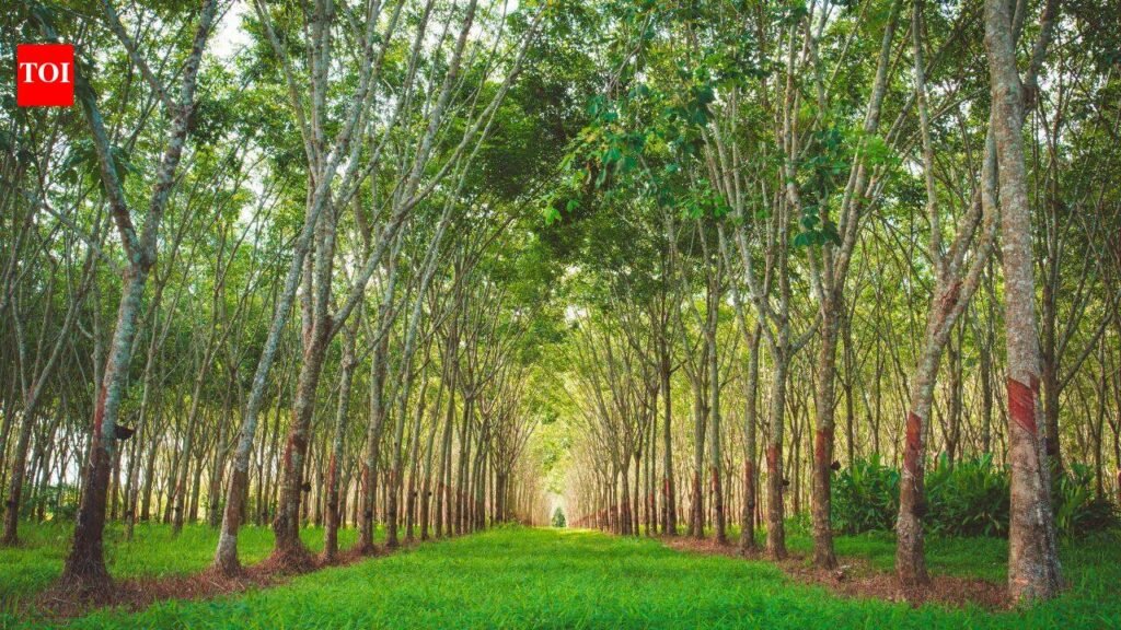 In 2021, an Ohio family set out to restore 60 acres of abandoned mine land; five years later, native trees are bringing it back to life