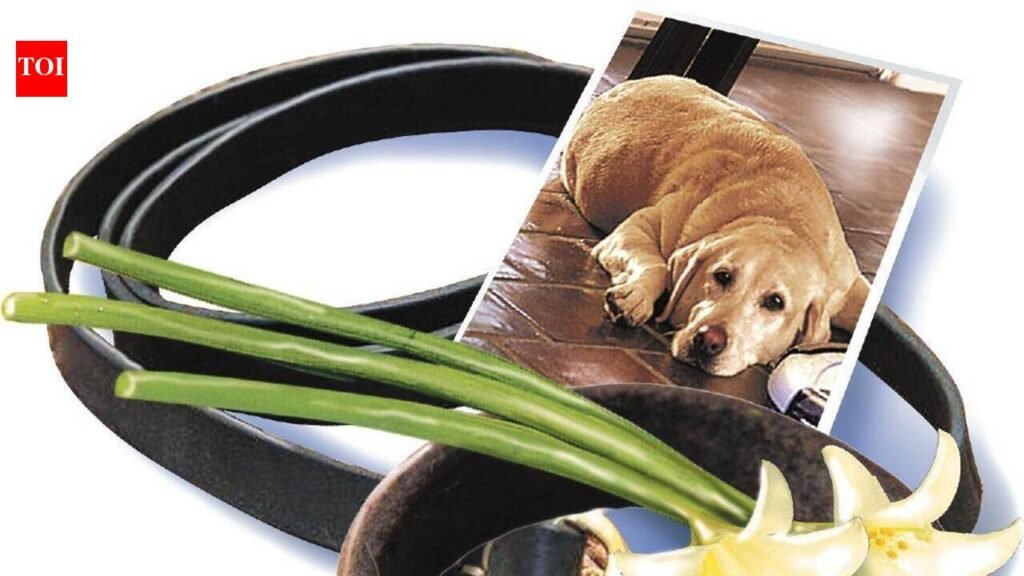 Owner challenges GVC’s clean chit to vet after labrador’s cancer death