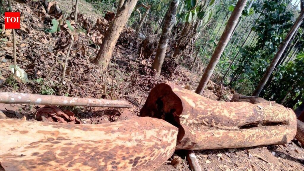 Urban tree felling in Punjab to need tree officer’s nod