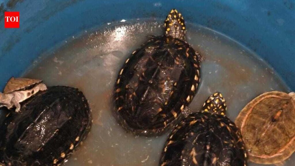 Viral Instagram reel leads to wildlife crime detection in Karnal, 8 protected turtles recovered
