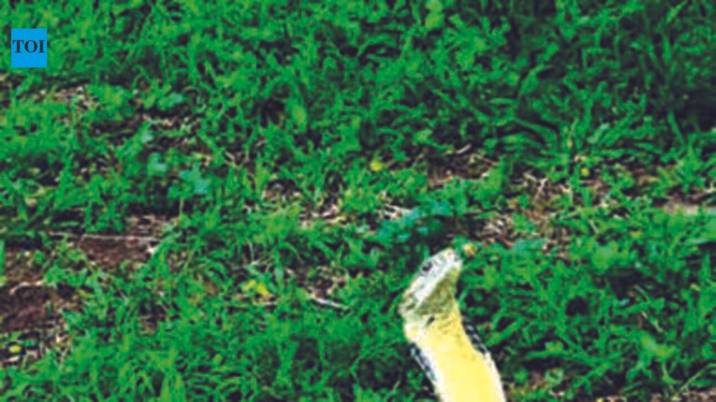 Snake bite now a notifiable disease in Goa