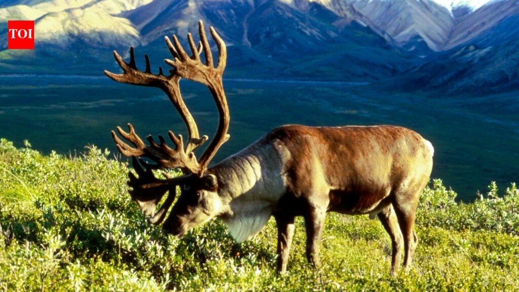 In 1958, the US moved 25 caribou to an Alaska island as emergency food for military personnel; by 2005, their herd had grown to 2,750
