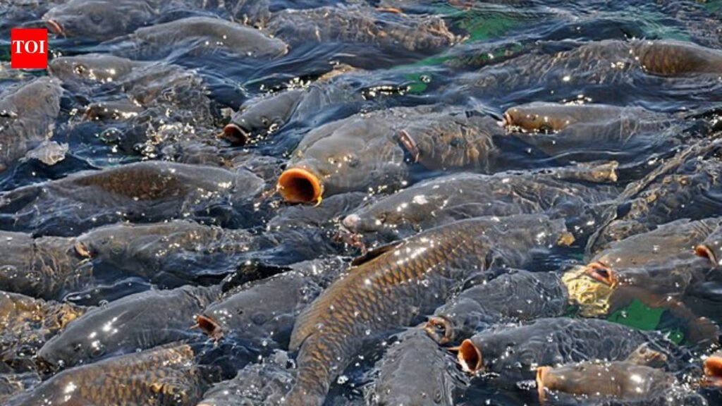 About 90% of fish found dead along stretches of the Mississippi River were invasive silver and bighead carp, while native species are handling the harsh conditions better