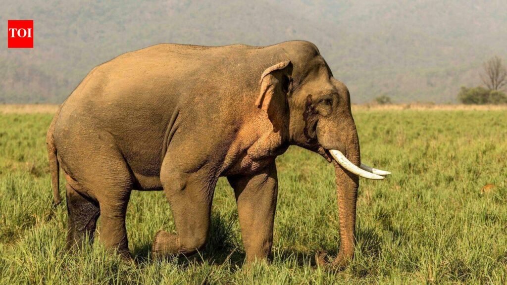In 1962, Oklahoma researchers gave 14-year-old elephant Tusko 297 mg of LSD, the largest single dose ever administered; he collapsed within five minutes and died 100 minutes later