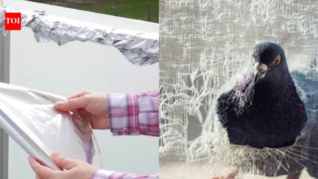 Can aluminium foil keep pigeons away? Here’s what to know about the balcony hack