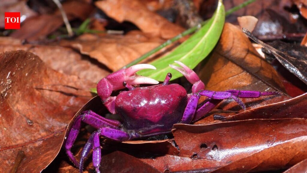 Beat forester’s curiosity leads to discovery of new crab species in K’taka