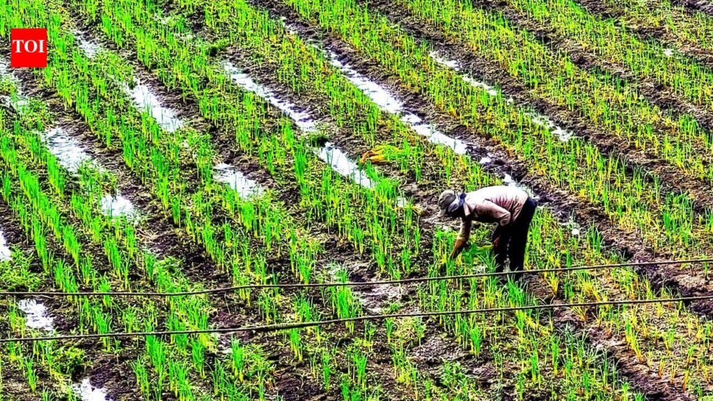 Rainfall activity to remain subdued across Pune, state this week; dams at full capacity