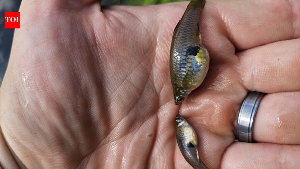 In 1905, Hawaii introduced mosquitofish to control mosquitoes; the tiny fish later became linked to declines of native damselflies and other threatened species