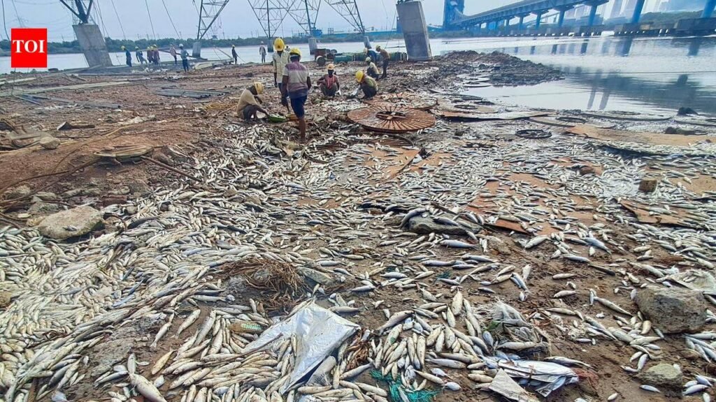 Scores of fish death triggers panic of chemical contamination among Ennore fishers; TNPCB collects water samples for testing