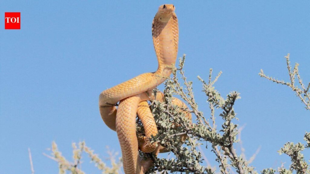 6 Indian wildlife destinations where snakes are the real attraction