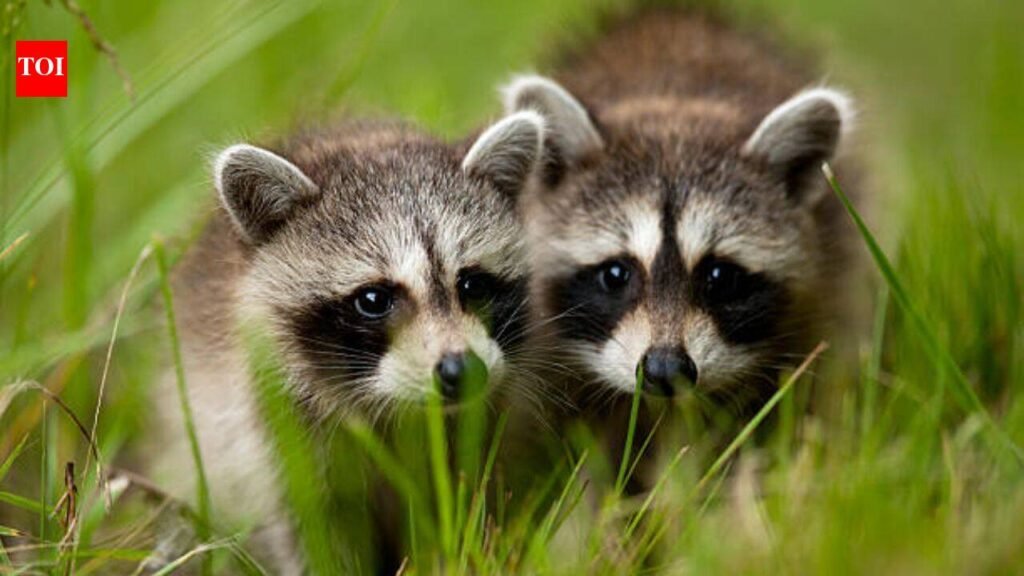 Two pairs of North American raccoons were released in Germany’s Kassel, today it is called the ‘raccoon capital of Europe’ with a population of around 30,000 animals and a disturbed public life