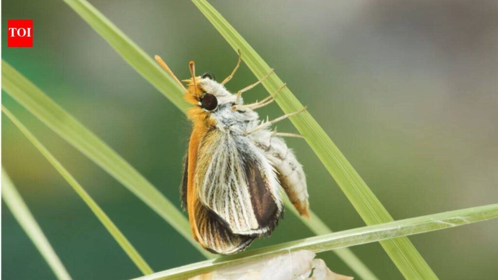 Only nine of these butterflies were found across the US in 2022; three years later researchers released more than 1,300 to rebuild the species