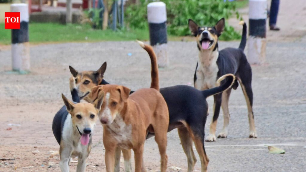 Jaipur civic body tells HC it sterilises 800 stray dogs a month | Jaipur News
