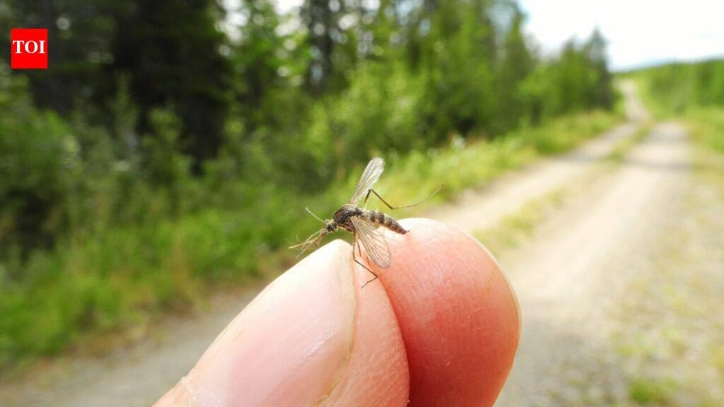 Iceland Mosquitoes: In October 2025, an insect enthusiast found three mosquitoes in his backyard; the discovery ended Iceland’s status as one of ‘Earth’s last mosquito-free destinations’