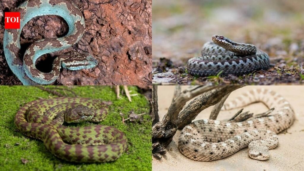 7 common non-venomous snakes found around the world