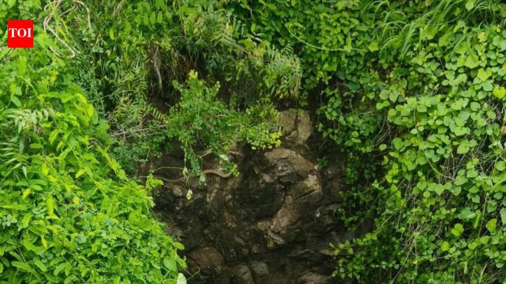 Three gamblers drown in well following false police raid alarm | Rajkot News