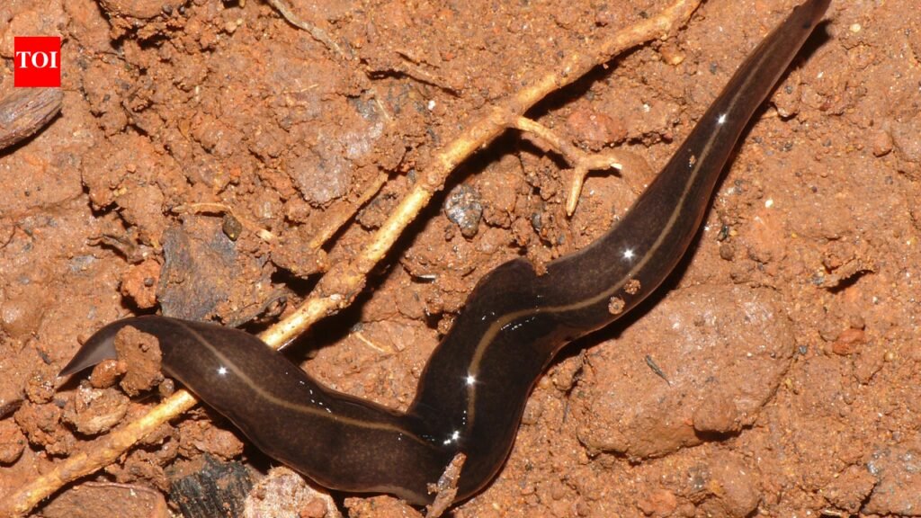 In the 1990s, a predatory flatworm was released in Samoa to control giant African snails; it later became linked to the decline and extinction of native island snails