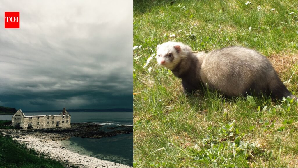 In the 1980s, ferrets were released on Northern Ireland’s Rathlin Island to control rabbits; decades later, they threatened seabirds at a colony of more than 250,000 birds