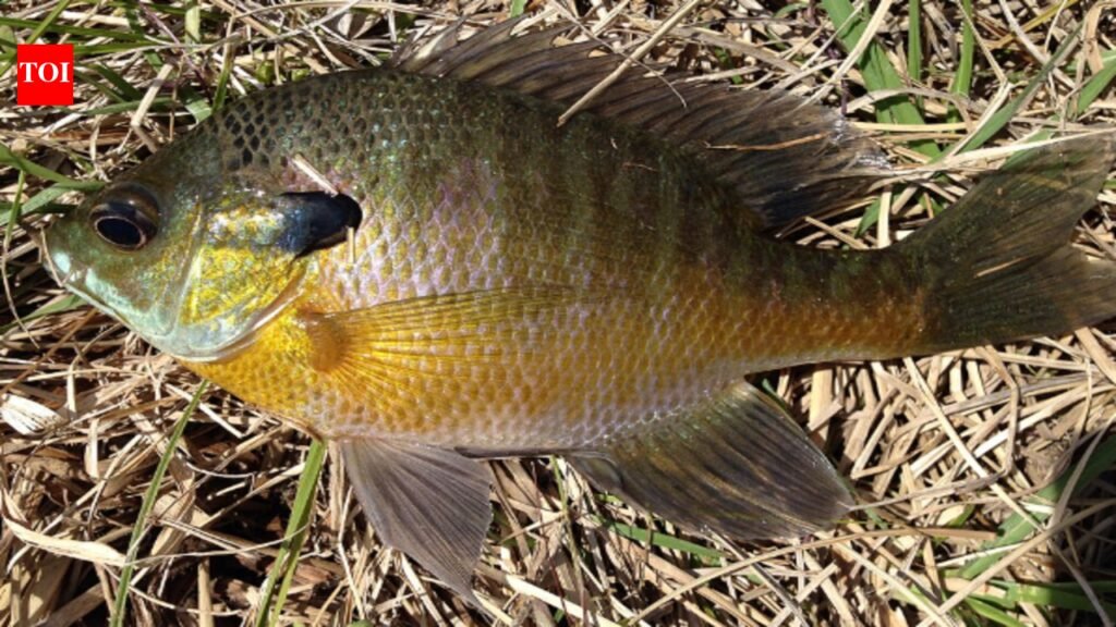 In 1960, Chicago gave Japan’s future emperor 18 bluegill as a friendship gift, and their descendants spread in Japan and reached an estimated 25 million in Lake Biwa | World News