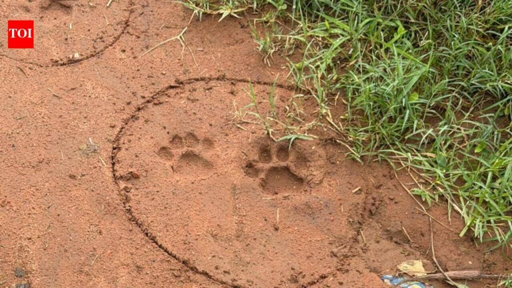 Fresh pugmarks seen, leopard could be moving towards Sanand | Ahmedabad News