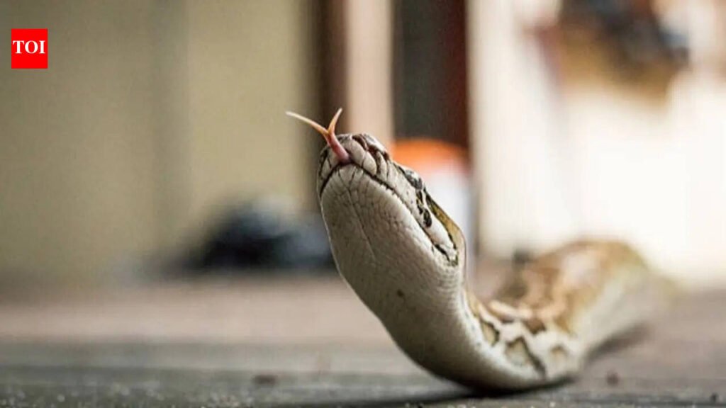 Snake in the house during monsoon? 7 things you should NEVER do