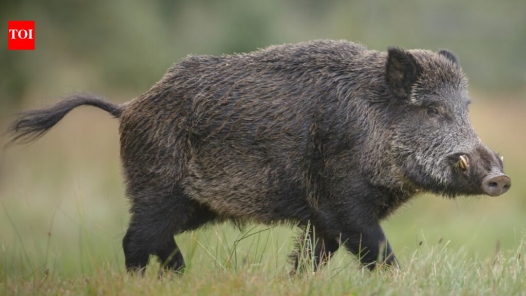 European wild boars escaped a North Carolina hunting ranch in 1912; a century later the Smokies still removes hundreds each year to limit their damage
