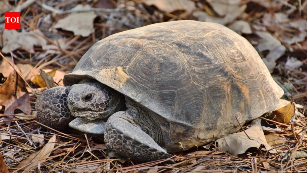 Mississippi landowners restored woodland for gopher tortoises; two decades later the same habitat became a release site for nearly 500 endangered frogs