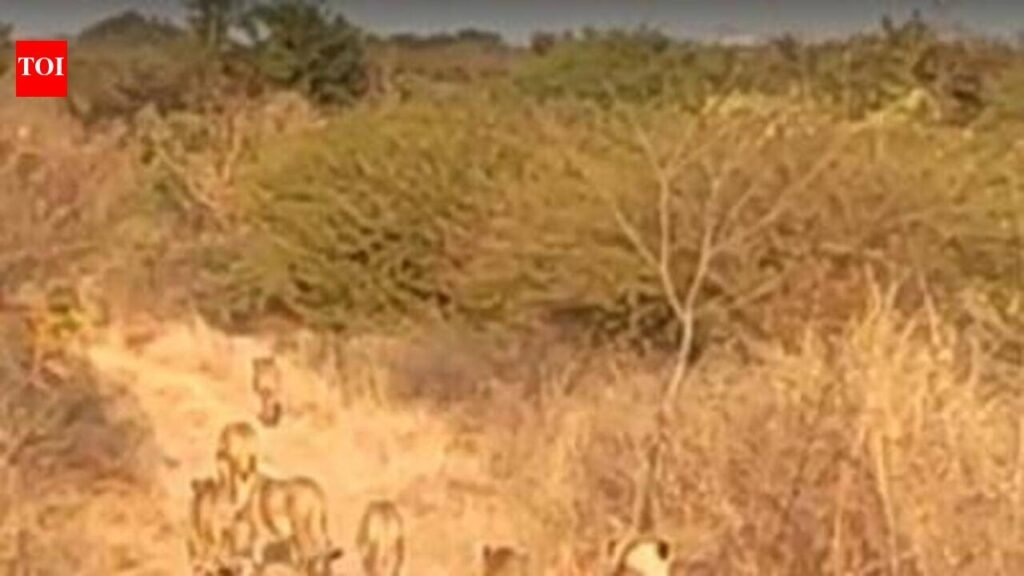 Gir East forest division registers 75 wildlife offences | Rajkot News