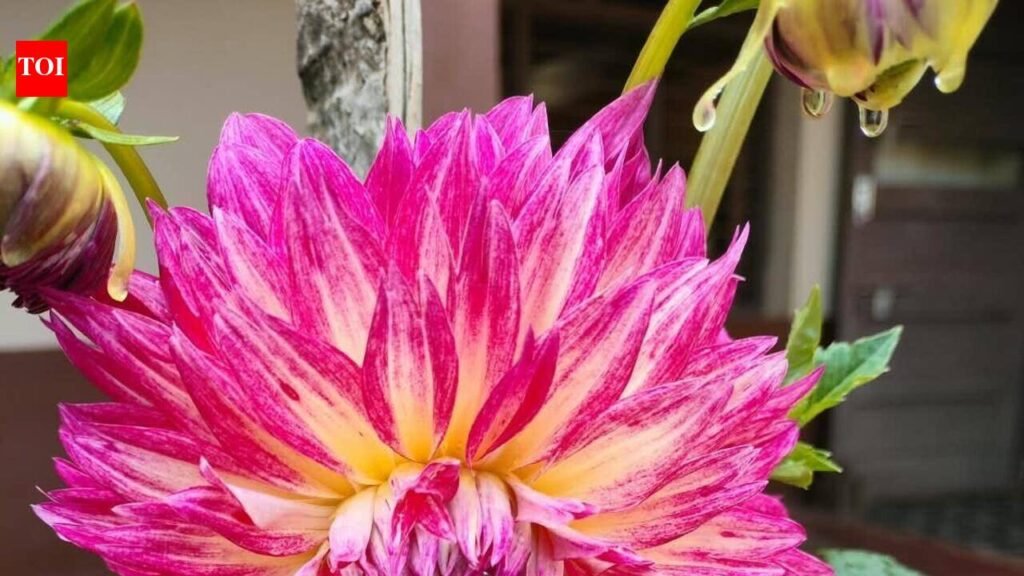 Women cultivate dahlias as part of Dere Hoo movement | Mangaluru News