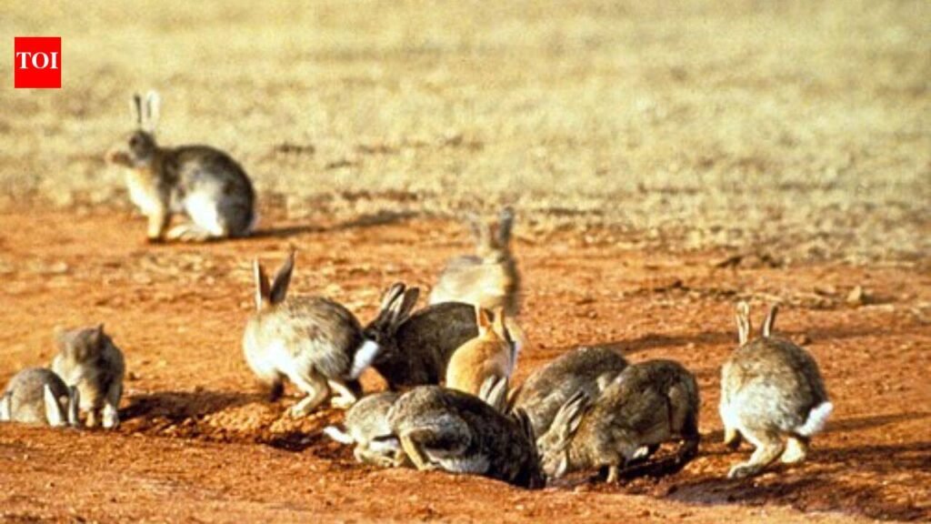In 1937, Australian scientists released infected rabbits on an island to test a virus that would later transform rabbit control across the continent |