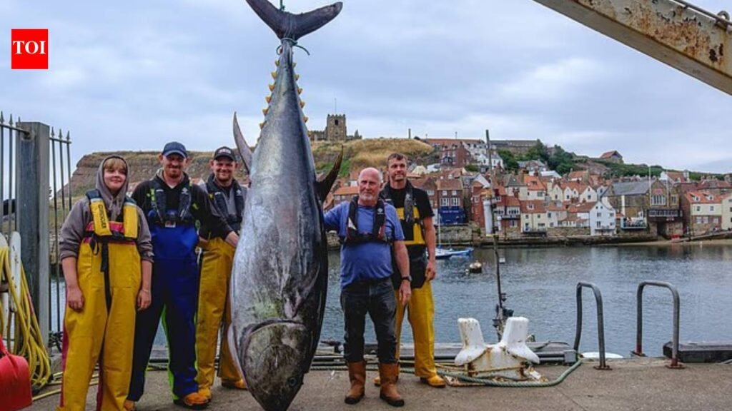 Giant 746lb bluefin tuna caught off Yorkshire coast after nearly 90 years as scientists reveal why species is returning to UK waters near Whitby, where 851lb British record was set in 1933