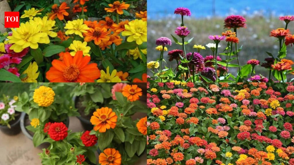 Growing Zinnias At Home: Growing zinnias at home? Here’s what to do after they finish blooming