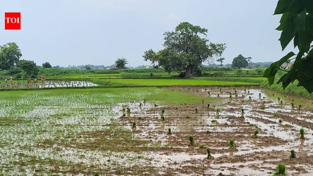 Ganjam farmers face deficit rainfall, Kharif transplantation hit | Bhubaneswar News