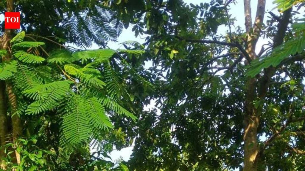 Sanchi saplings take root to save Assam’s manuscript heritage | Guwahati News