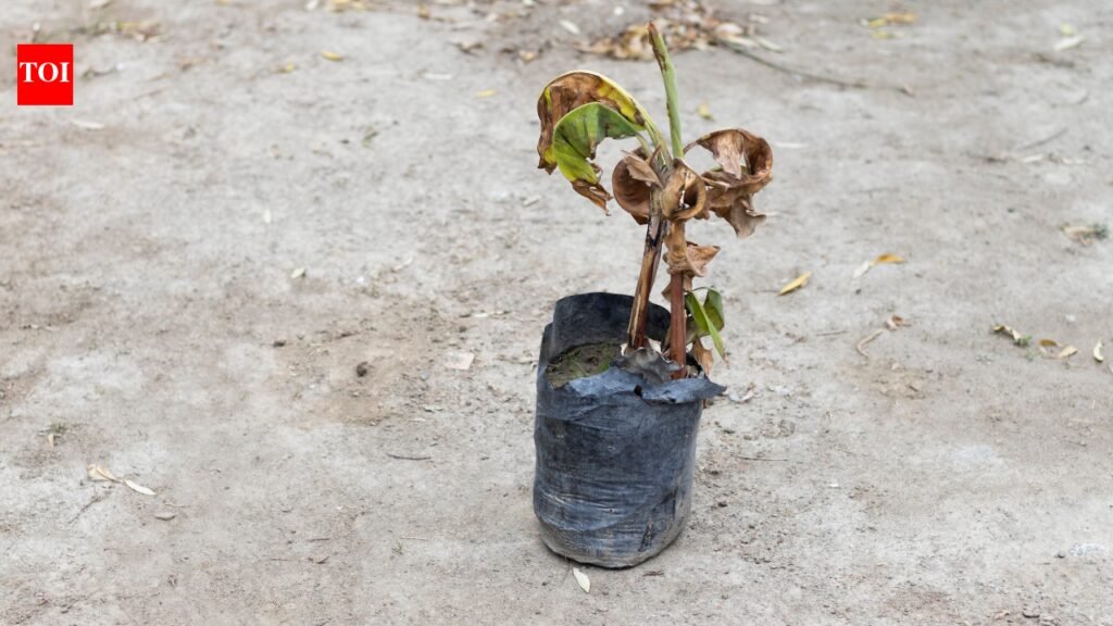 Indoor plant leaves turning brown despite enough sunlight? Hidden problems could be the real cause