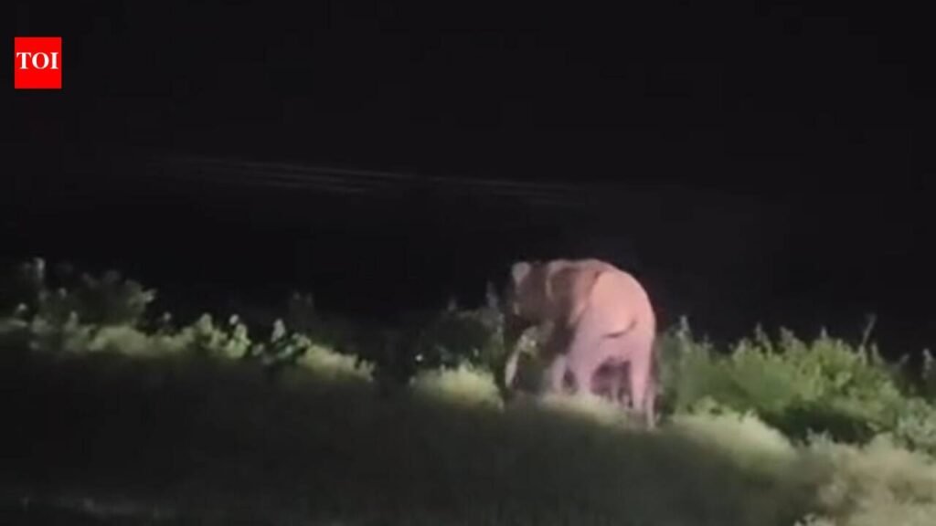 Elephant calf rescued from irrigation canal | Bhubaneswar News