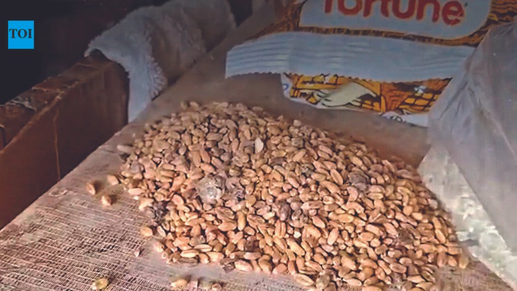 Moisture found in civil supplies’ wheat stock | Goa News