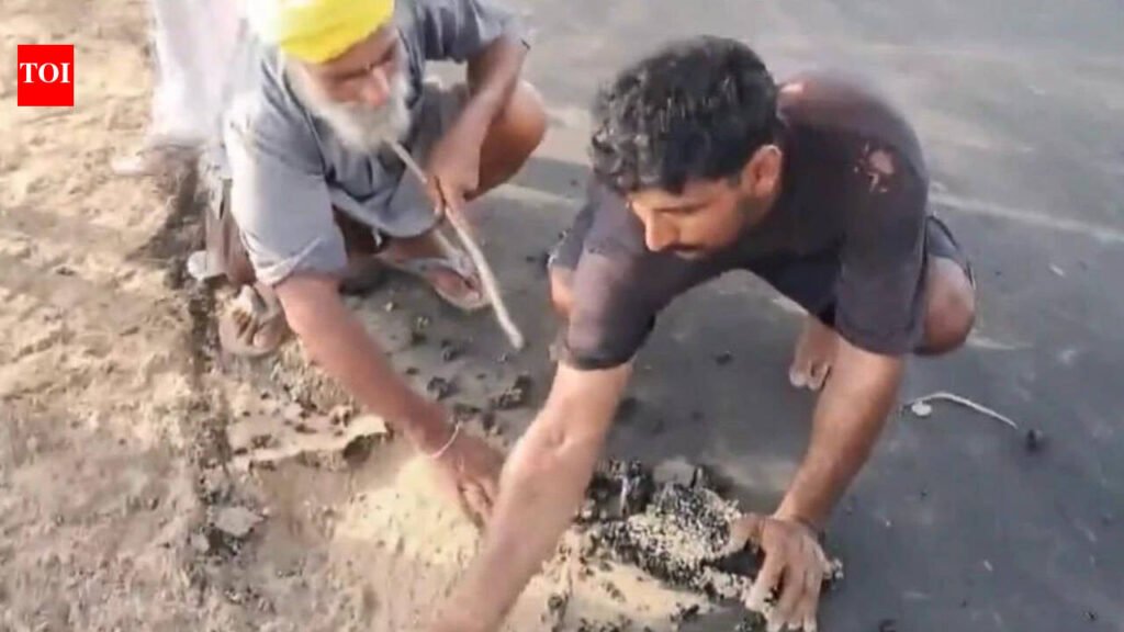 Watch: Bathinda villagers peel off newly laid road with bare hands, allege shoddy construction | Chandigarh News