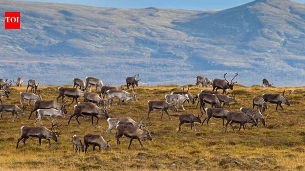 In 1944, 29 reindeer were left on a remote island in Alaska, decades later, they had eaten themselves into extinction